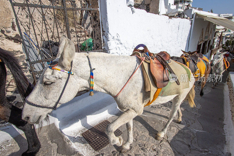 Donkeys in Firá on Santorini Caldera, Greece